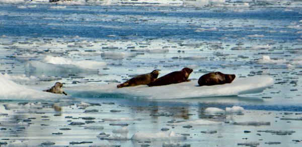 Seals Sunbathing in Front of Columbia Glacier