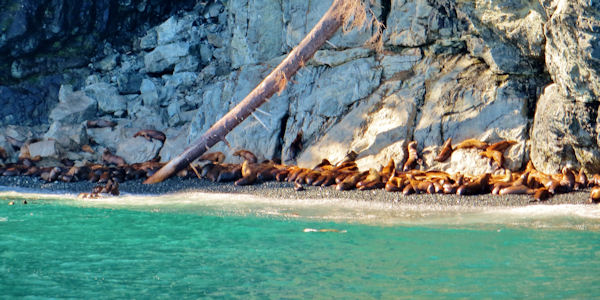 Small Portion of Large Group of Sea Lions Lounging on Beach