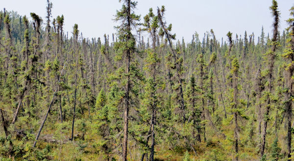 Black Spruce Forest Survives in Permafrost Areas
