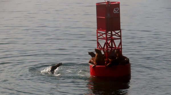 Harbor Seals Crowd Bouy in Foggy Channel into Petersburg