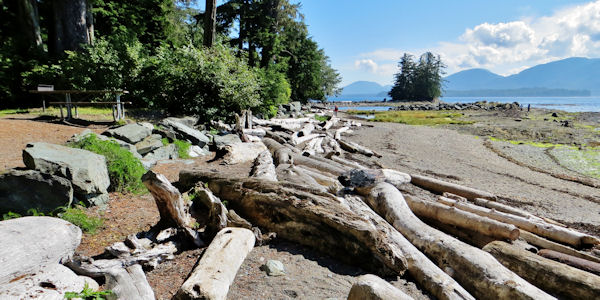 Large Driftwood Lines Beach at Rotary Beach Recreation Area