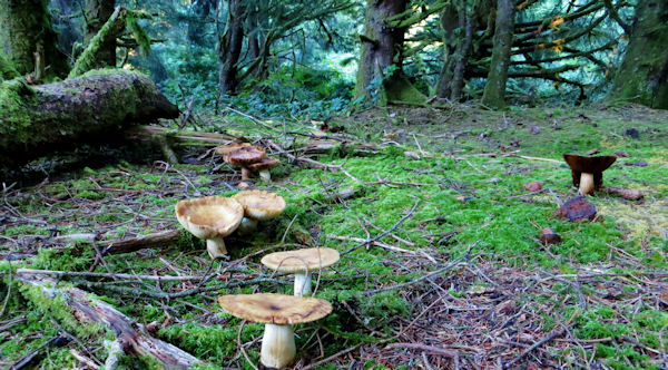 Mushrooms and Mosses Rule the Rain Forest Just a Quarter Mile from the Beach
