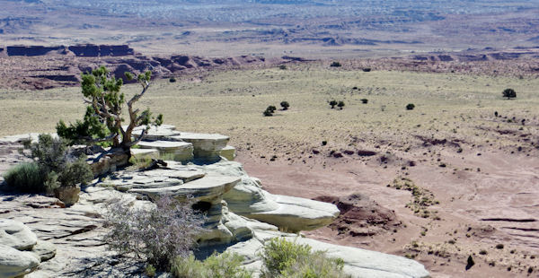 Interesting Rock and Plants Share Canyon Views of Castle Valley on West Slope of San Rafael Swell