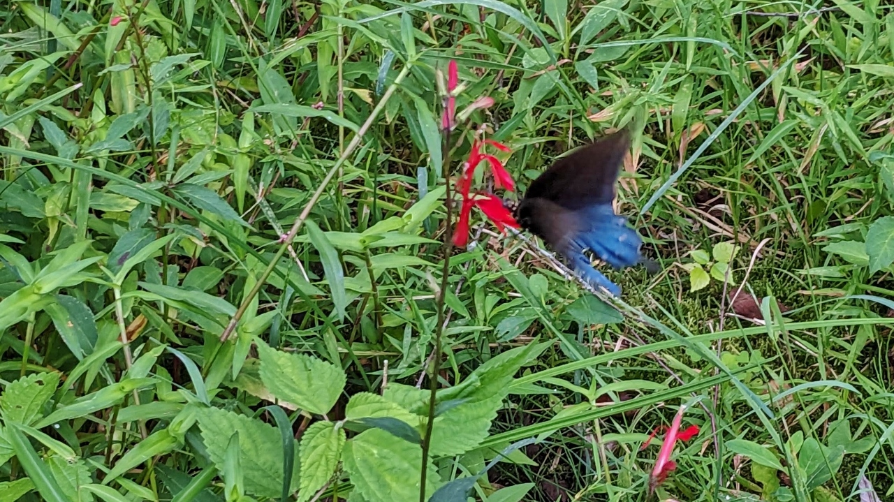 Butterfly Feeds on Nectar in Visitor Center Garden