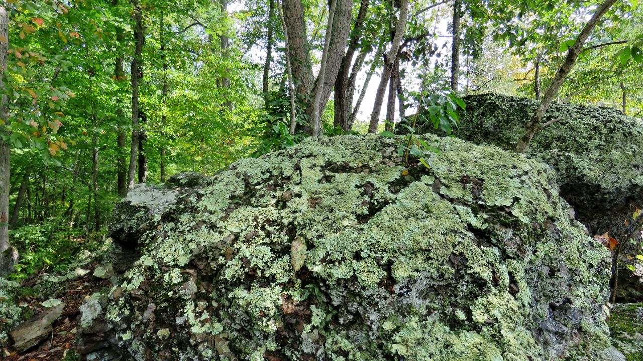 Lichen Covered Rock along Boardwalk