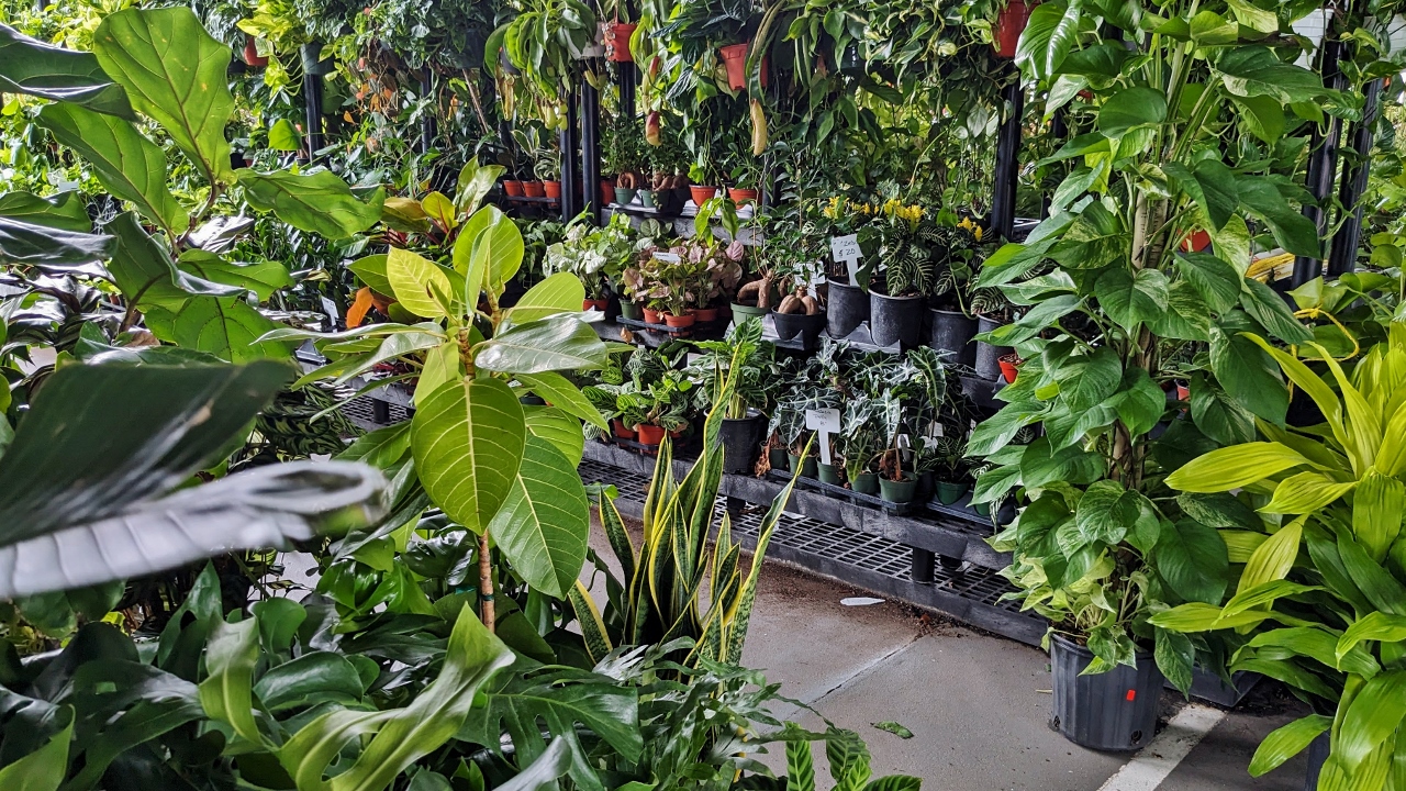 You Can Buy Lots of Plants Here Too
