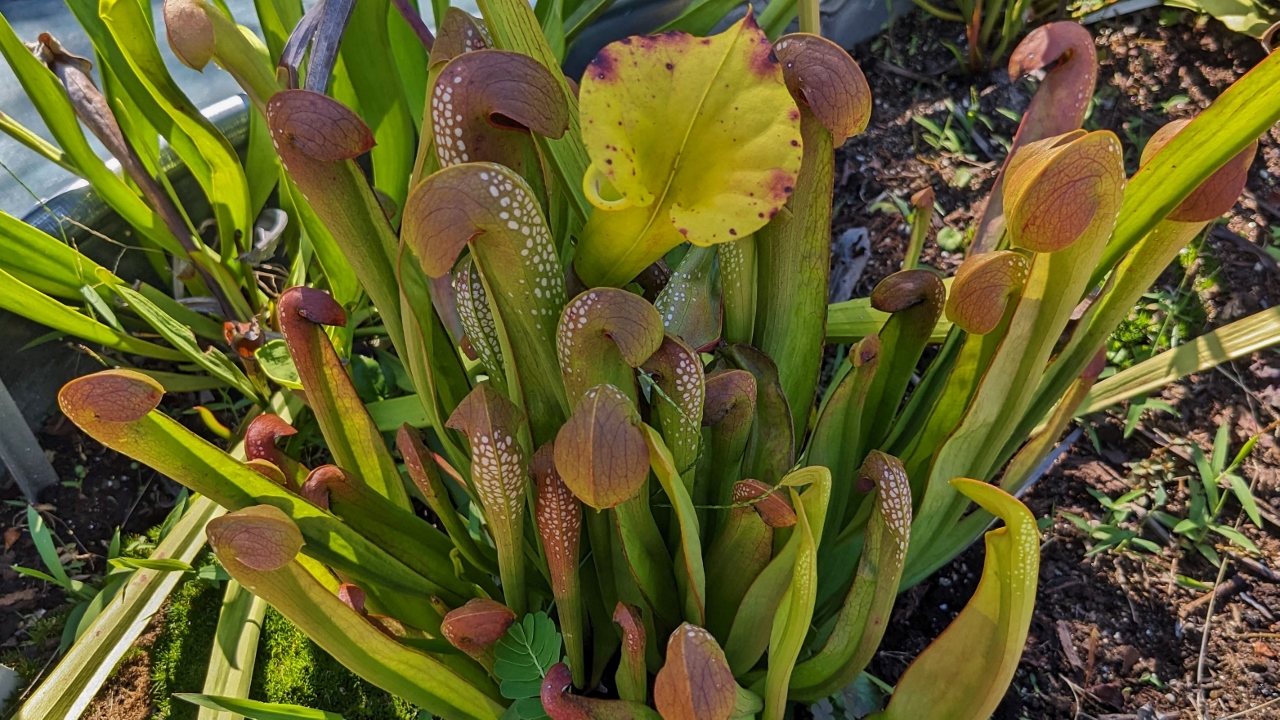 Pitcher Plants are Also Into Proteins