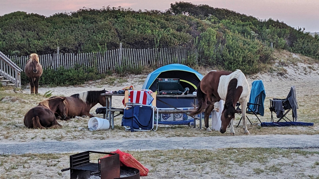 Horses Bedded Down at Neighbor's Campsite