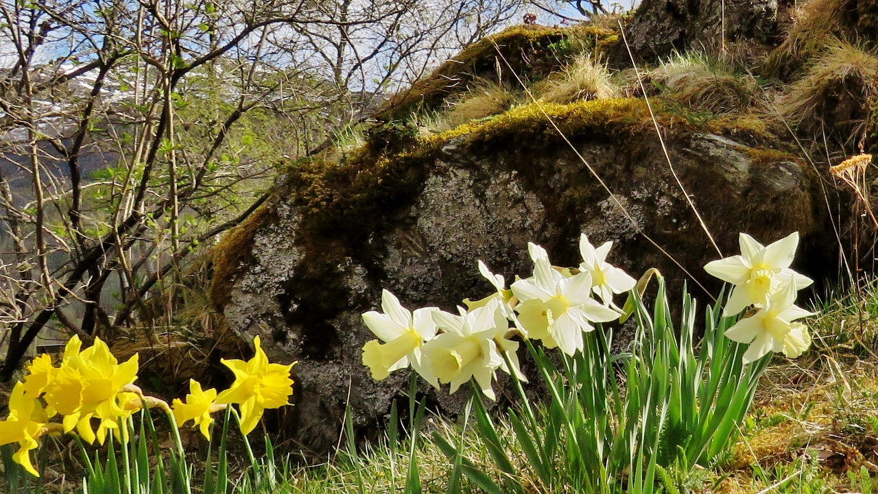 Daffodils Provide an Encore