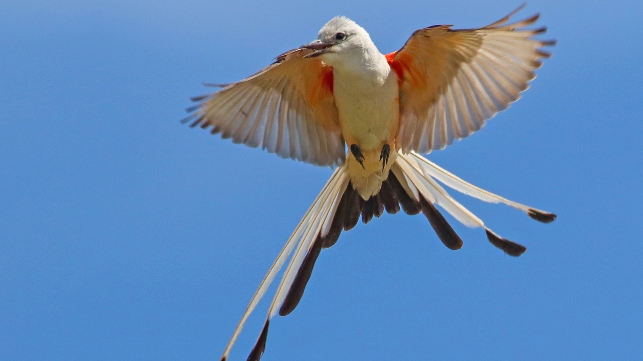 Scissor-Tailed Flycatcher is Oklahoma State Bird