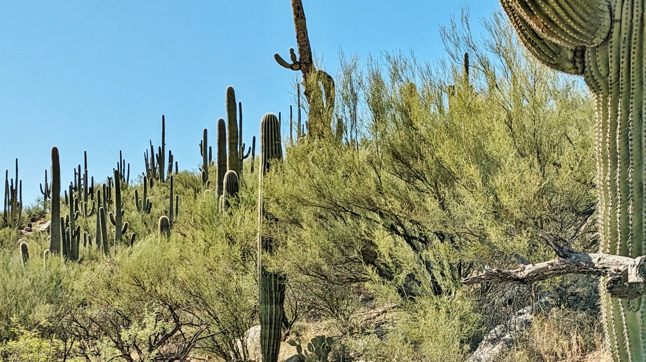 Saguaro Cactus and Mesquite Define this Landscape