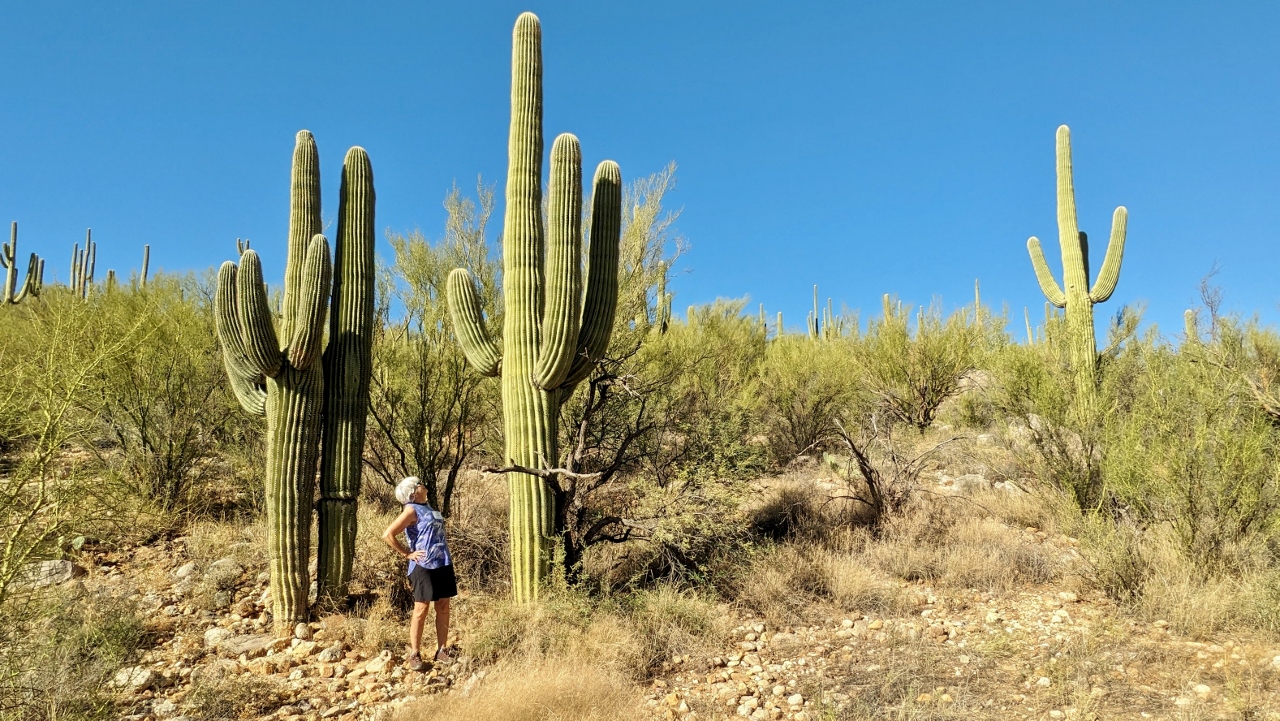 Sandy Admires Saguaro's Size