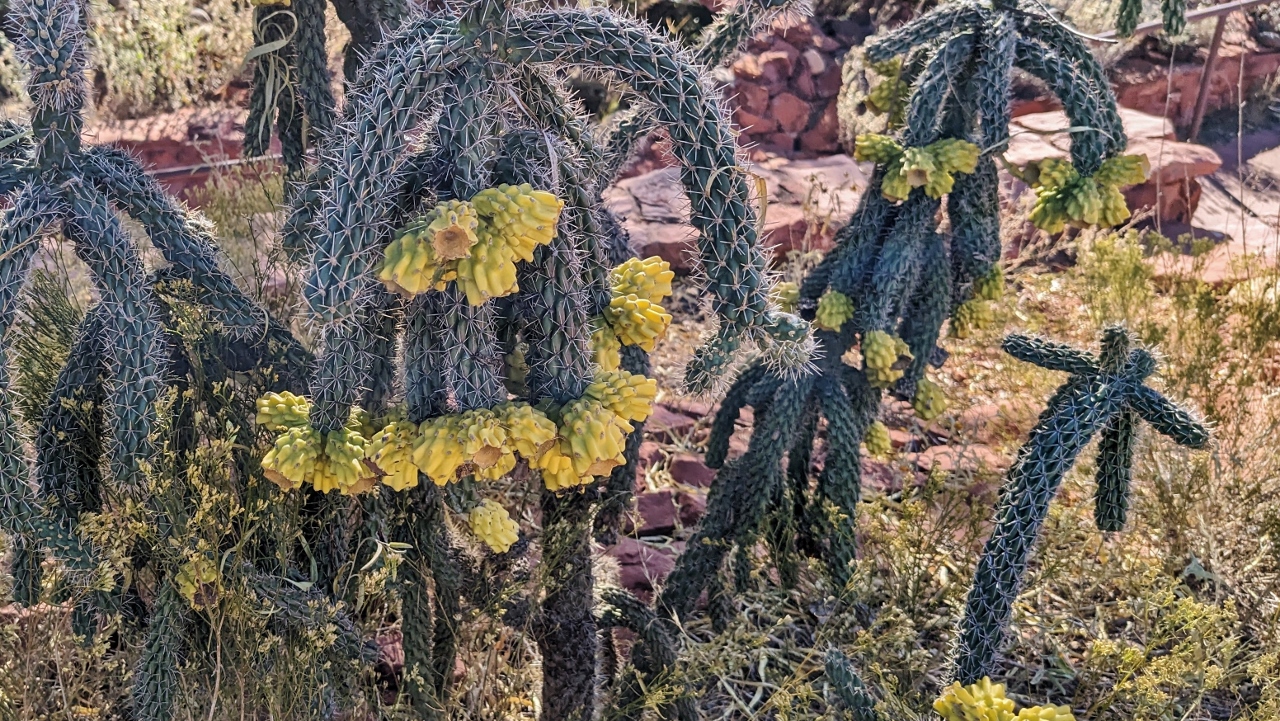 Some Cool Cactus