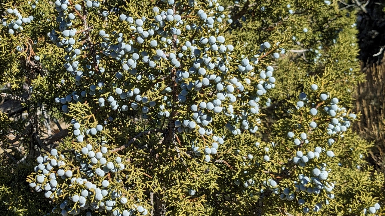 Enough Juniper Berries to Flavor a Couple of Gin and Tonics
