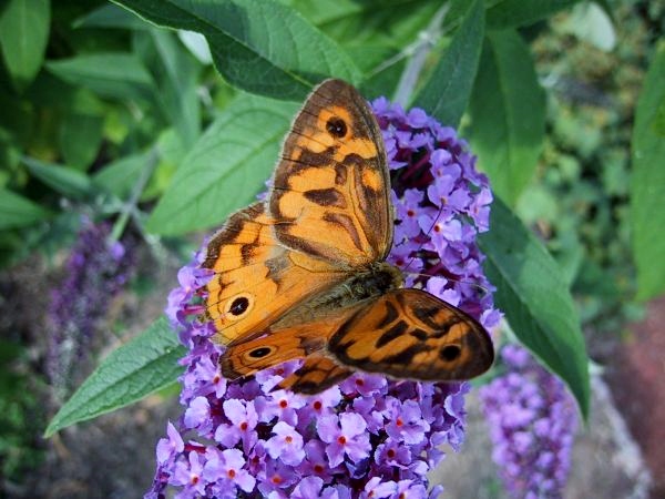 Butterfly at Ballaret Botanical Gardens