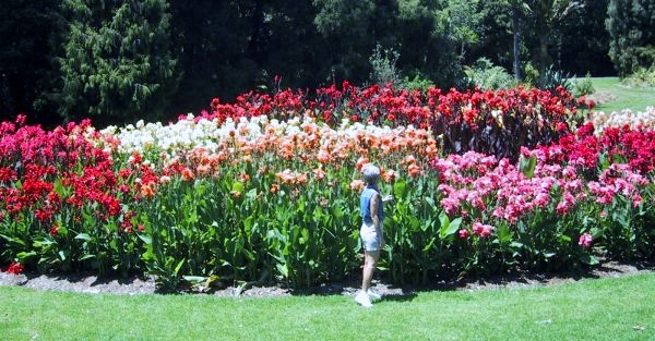 Cana Garden at Royal Botanic Gardens