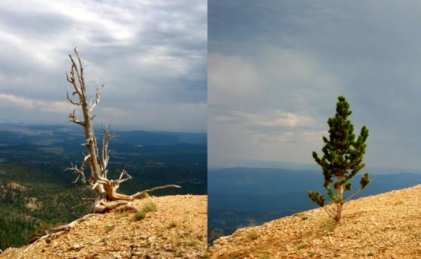 Last And Next Generations Of Bristlecone Pine