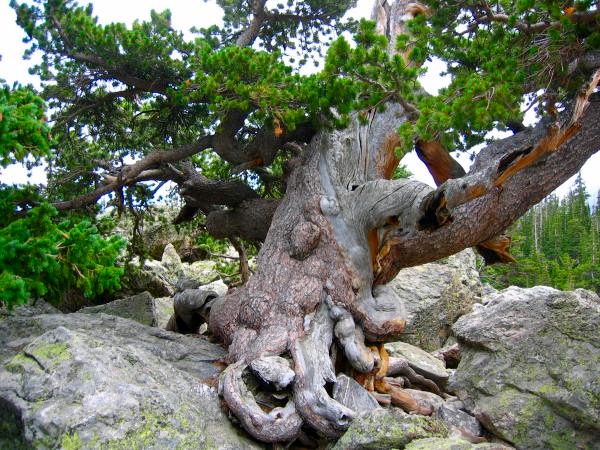 Pine Clings to Rock