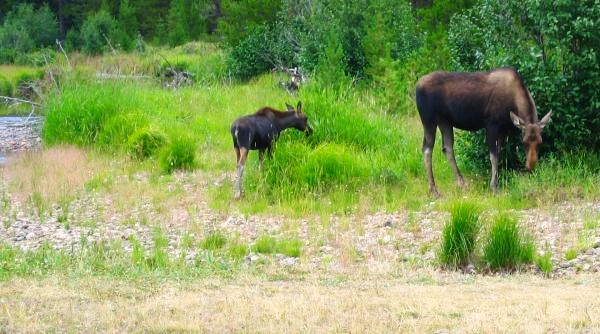 Cow Moose and Calf Graze Along Stream