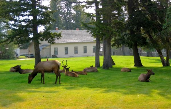 Elk At Their Ease On Lawn In Fort Mammoth
