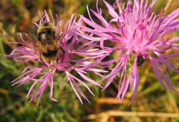 Pollen Seeking Bee Seems Unperturbed By Smokey Skies