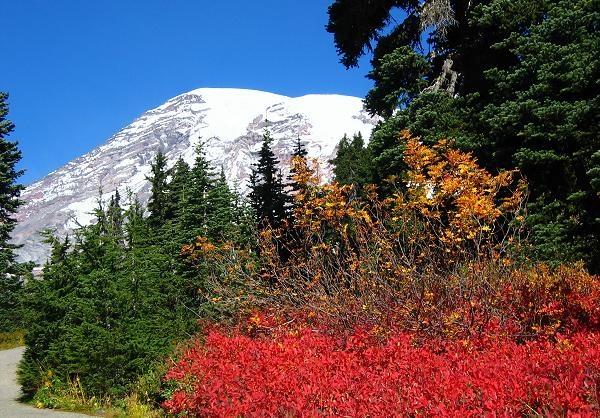 Mt Rainier As Backdrop For Fall Color