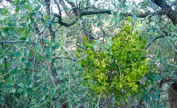 Mistletoe Hangs In Tree