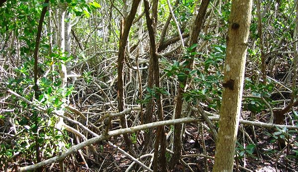 Typical Mangroves Tangle